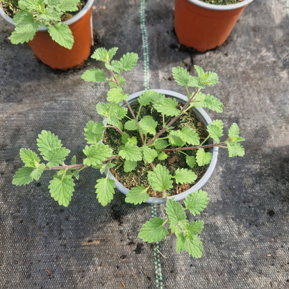 Catnip (nepeta faassenii)