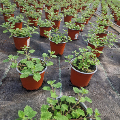 Catnip (nepeta faassenii)