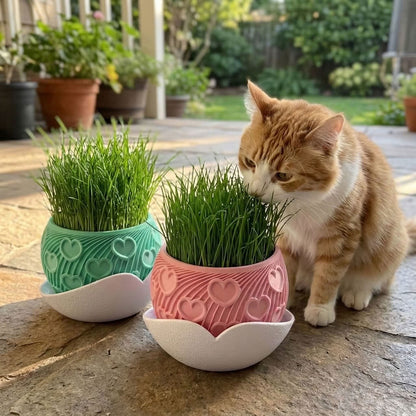 Katzengras Set Cuore Kompakt