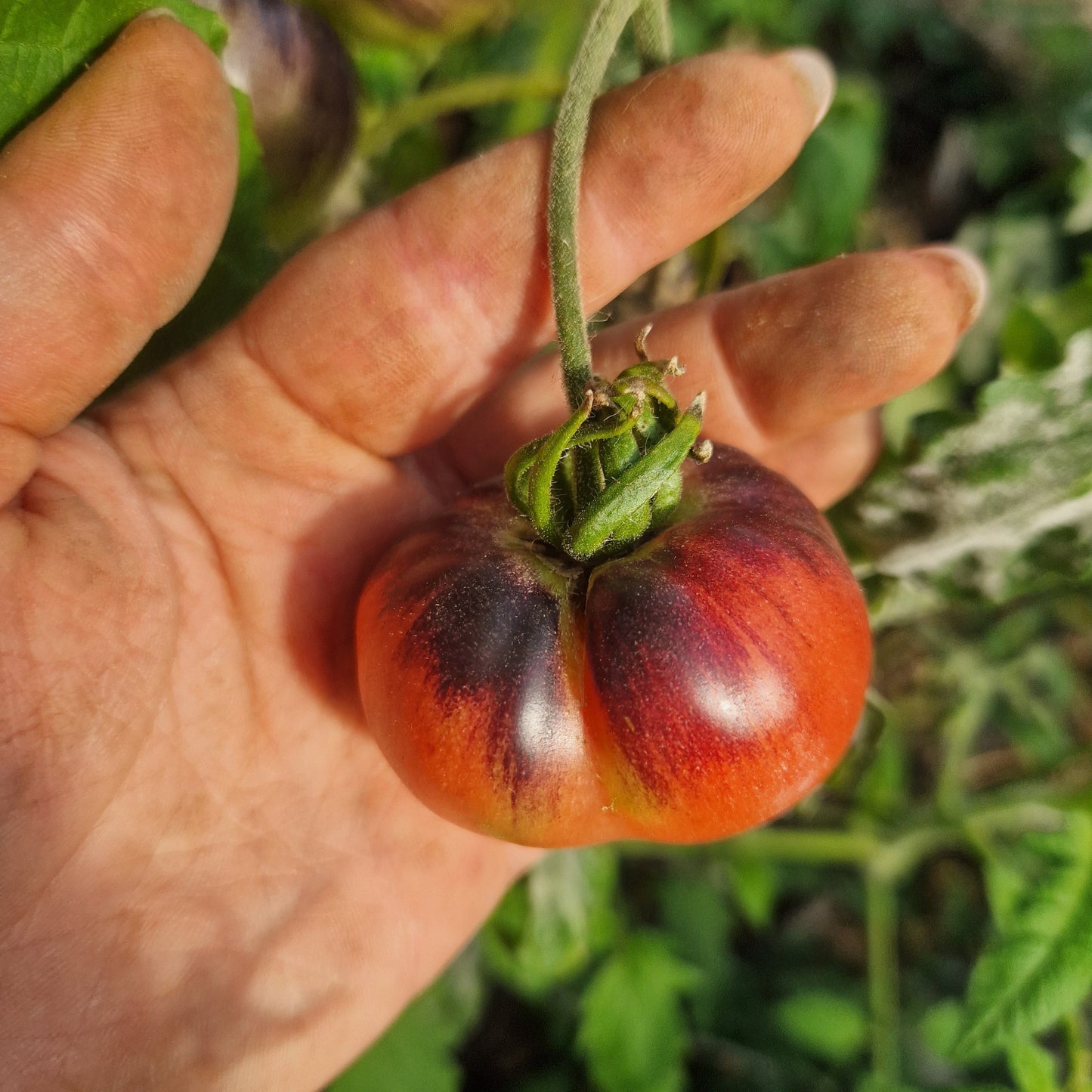 Tomatensaatgut