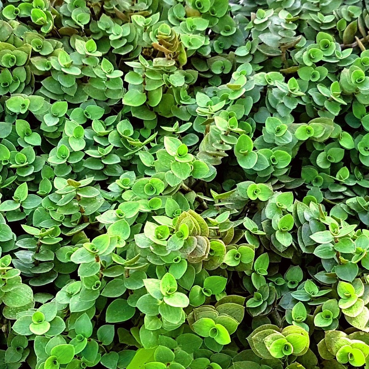 Callisia repens - Futterpflanze für Nager und Vögel