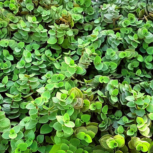 Callisia repens - food plant for rodents and birds