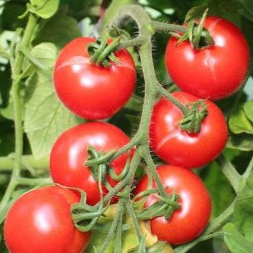 Tomatensaatgut