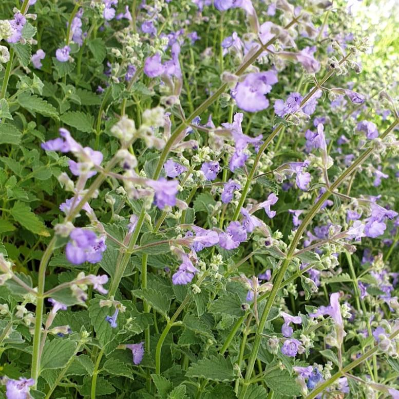 Catnip (nepeta faassenii)