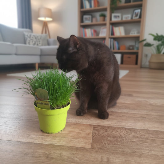 Ultrasoftgrass (soft cat grass) 