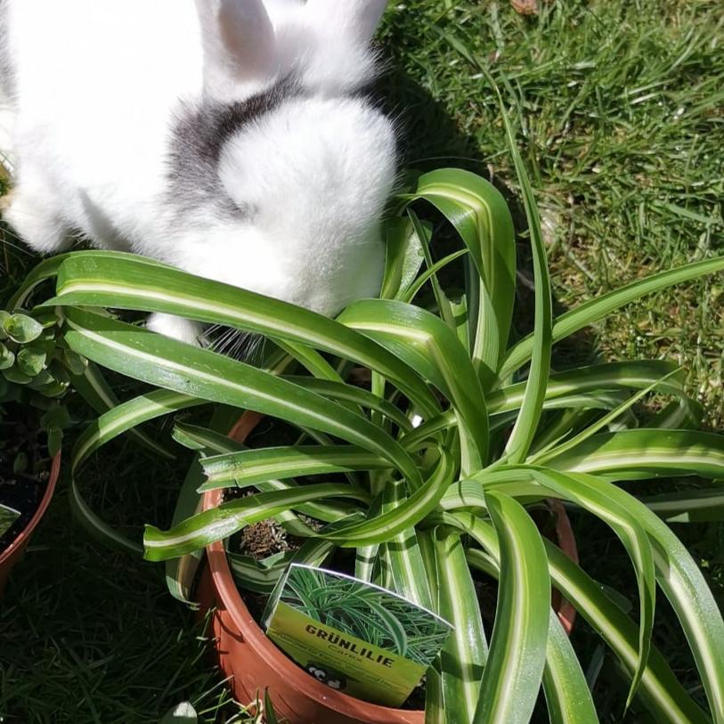 spider plant (Cholorpyhtum)