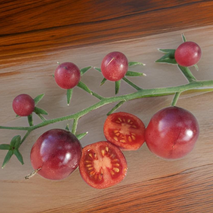 Tomatensaatgut