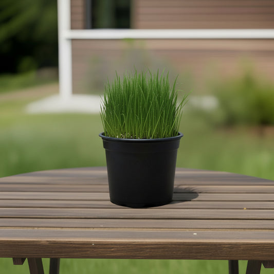 Ultrasoftgrass (soft cat grass) 