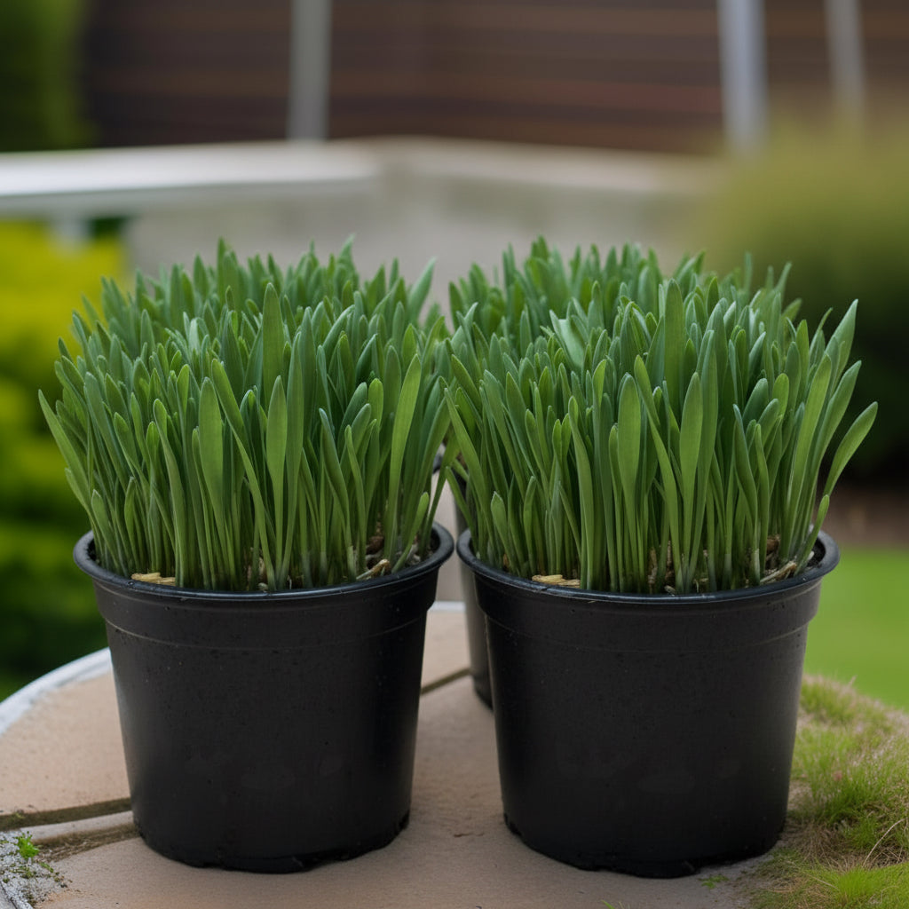 Softgrass (soft cat grass)