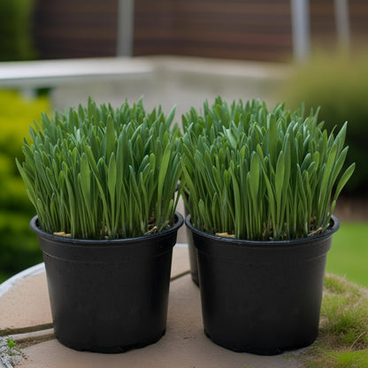 Softgrass (soft cat grass)