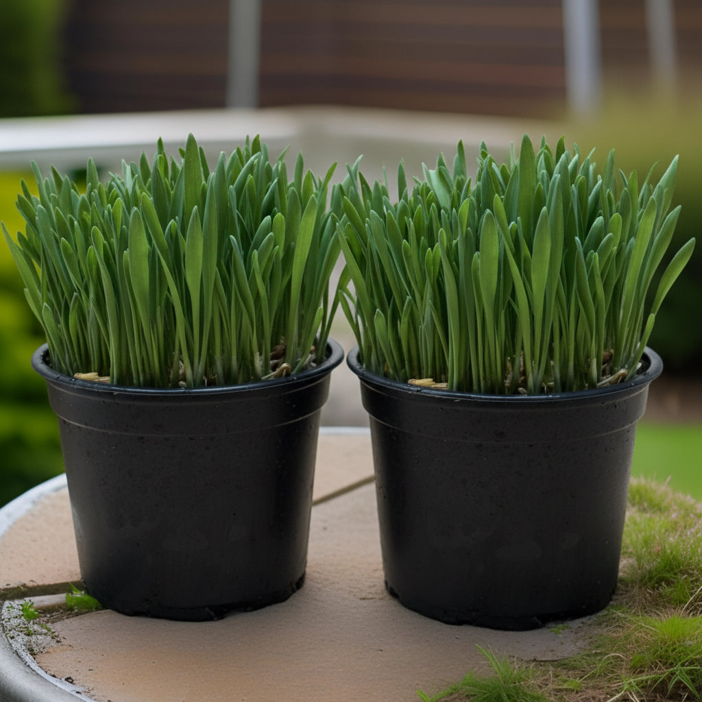 Softgrass (soft cat grass)