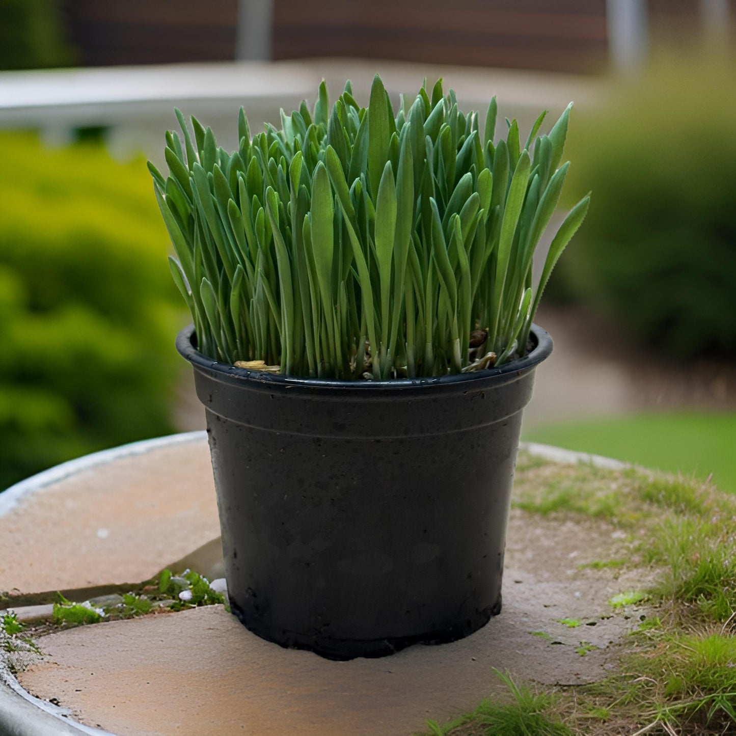 Softgrass (soft cat grass)