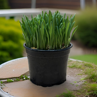 Softgrass (soft cat grass)