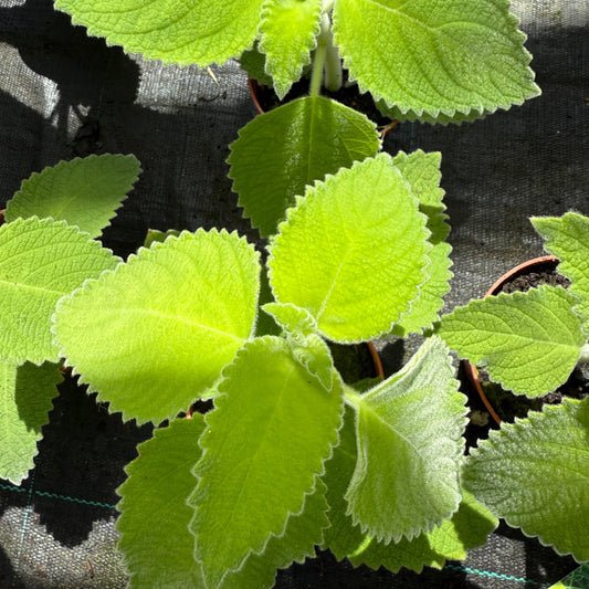Australisches Zitronenblatt – Backhousia citriodora