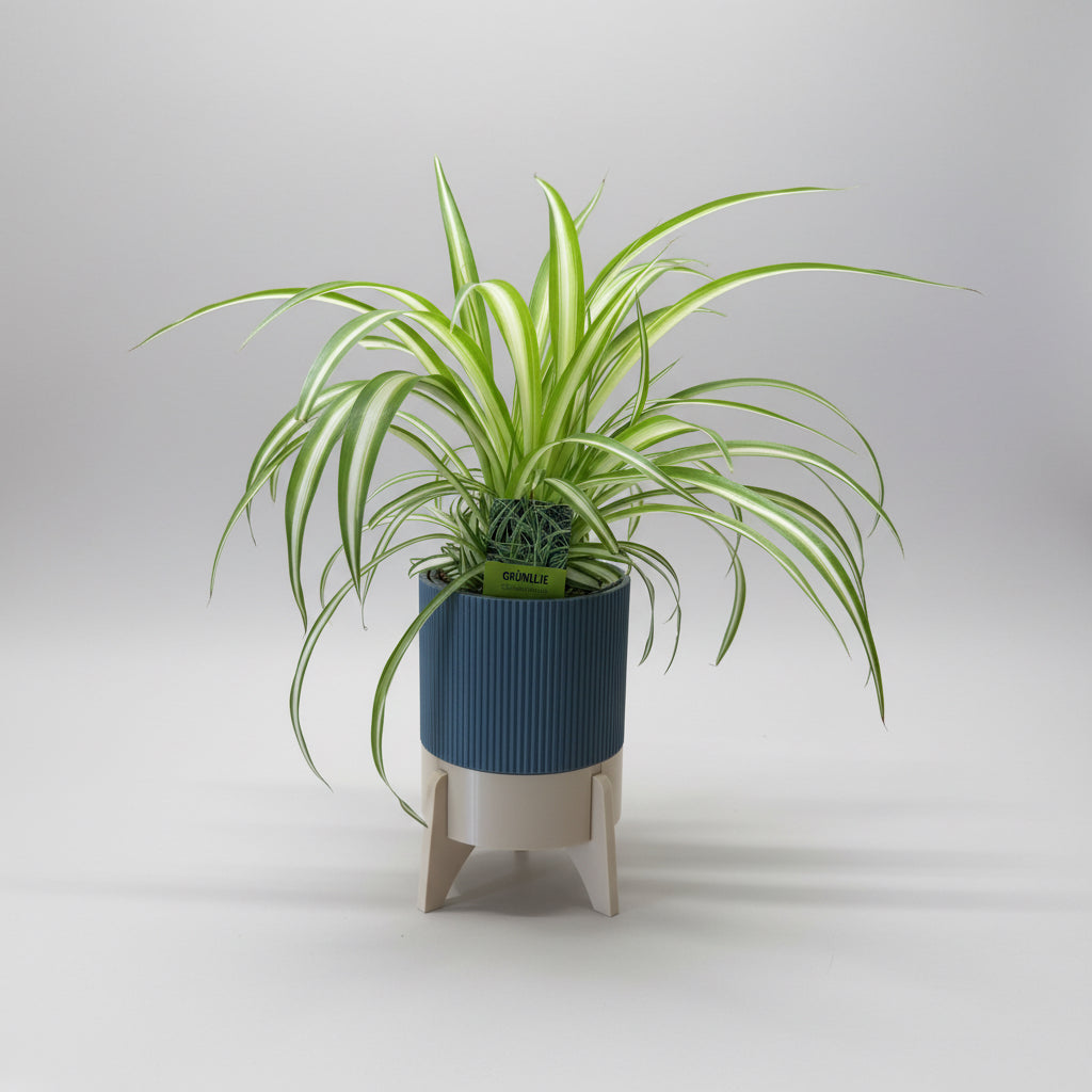 Rocket Planter - der Topf mit Wasservorrat