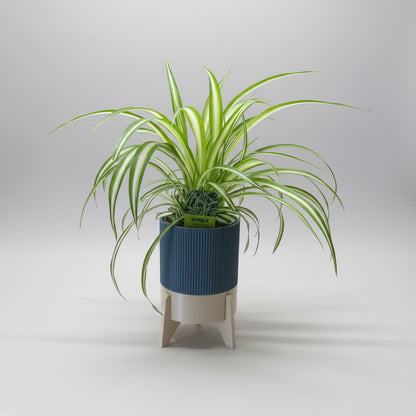 Rocket Planter - der Topf mit Wasservorrat