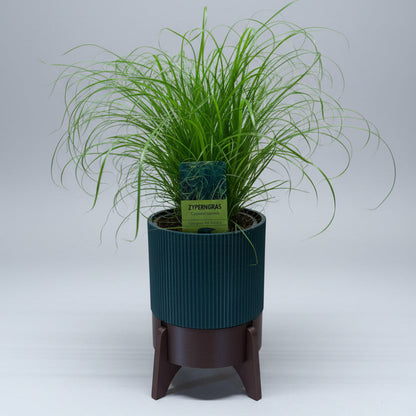 Rocket Planter - der Topf mit Wasservorrat