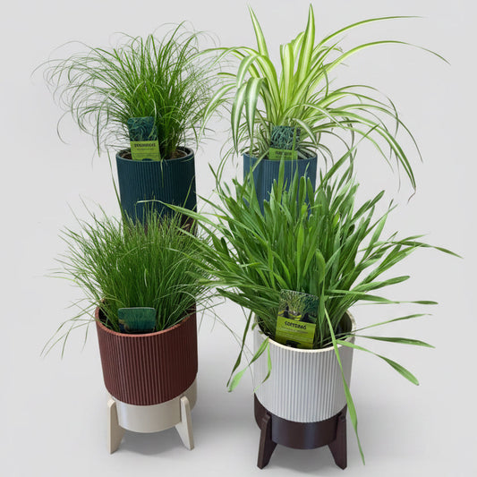 Rocket Planter - der Topf mit Wasservorrat