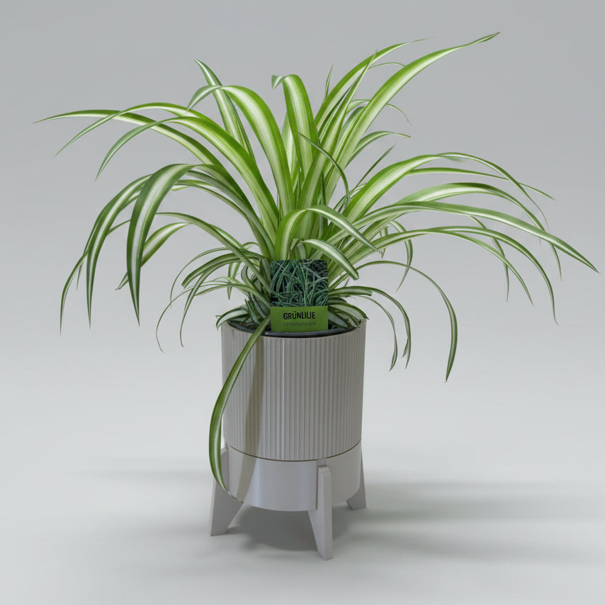 Rocket Planter - der Topf mit Wasservorrat