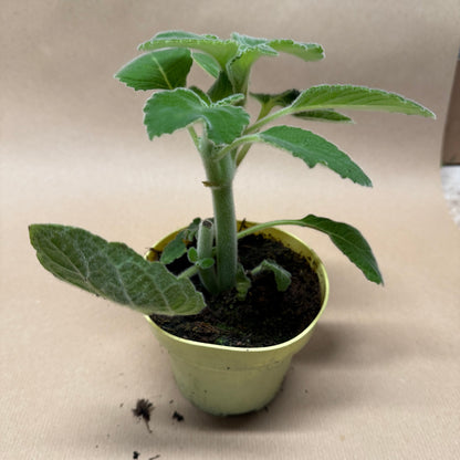 Australisches Zitronenblatt – Backhousia citriodora