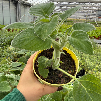 Australisches Zitronenblatt – Backhousia citriodora
