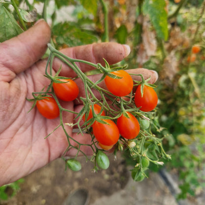 Tomatensaatgut