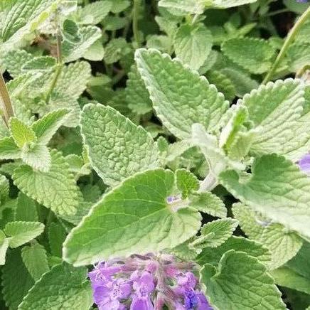 Catnip (nepeta faassenii)