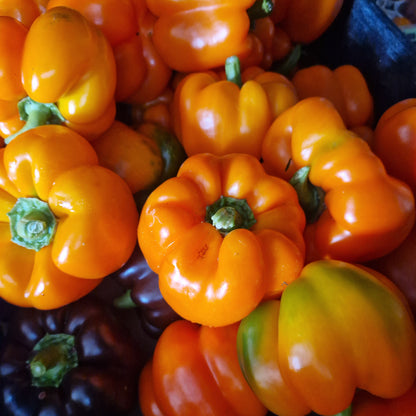 Paprika und Chili Saatgut