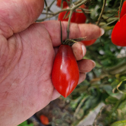 Tomatensaatgut