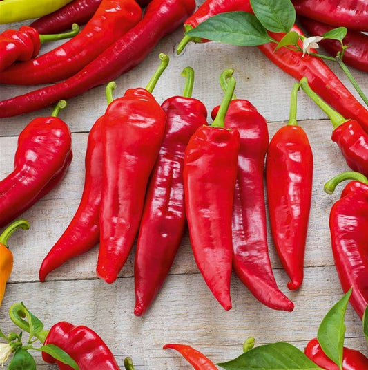 Paprika-Kraftpaket (10er Pack)