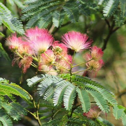 Albizia julibrissin – Seidenbaum