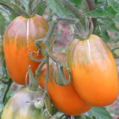 Tomatensaatgut