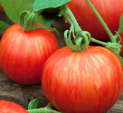 Premium Tomatenpflanzen F1