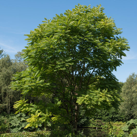 Chinesischer Gemüsebaum – Toona sinensis