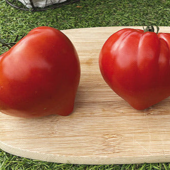 Tomatensaatgut