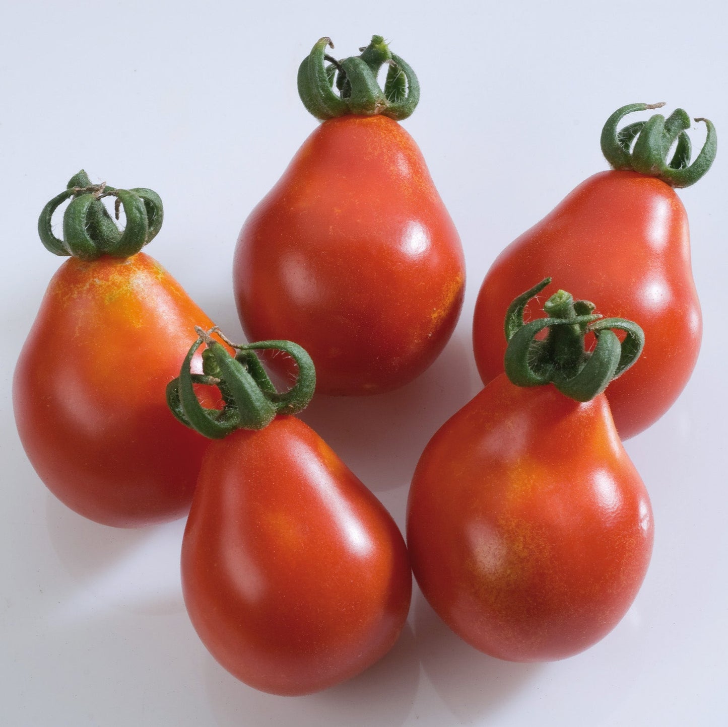 Tomatensaatgut