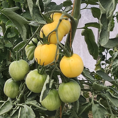 Tomatensaatgut